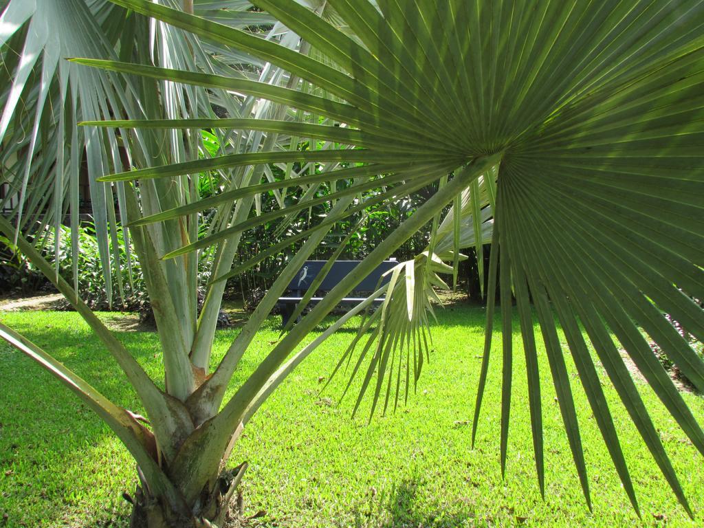 Heliconia Island Bed & Breakfast Las Horquetas Exterior photo